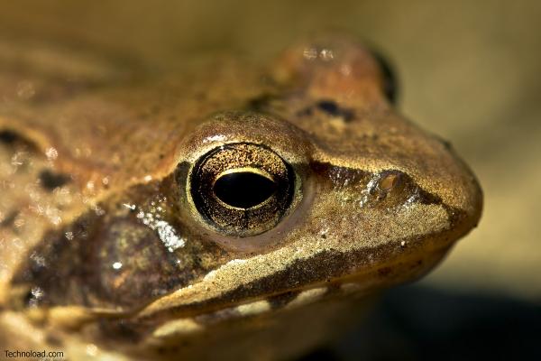 Moorfrosch