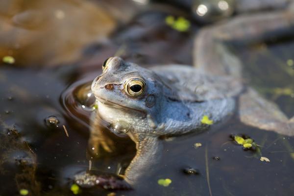 Moorfrosch-Männchen in Balz-Färbung, schwimmend zwischen Wasserlinsen