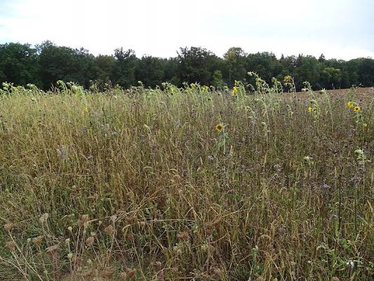 Brache bei Sulz am Eck, ehemaliges Sonnenblumenfeld