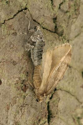 Buchen Frostspanner Kopula