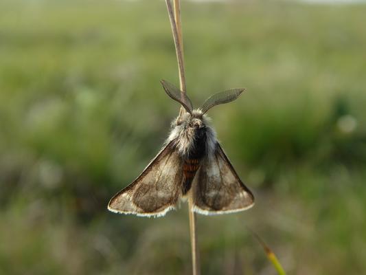 chondrosoma-fiduciaria_mannchen_foto_rudi_eis.jpg
