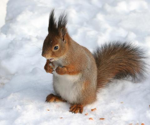 Eichhörnchen im Schnee