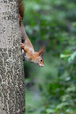 Eichhörnchen auf einem Baumstamm