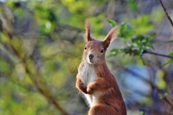 rotes Eichhörnchen
