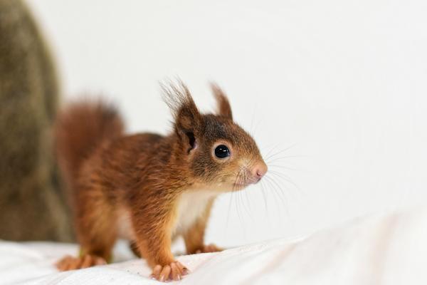 junges Eichhörnchen