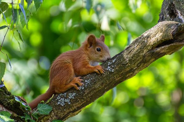 junges Eichhörnchen auf einem Ast