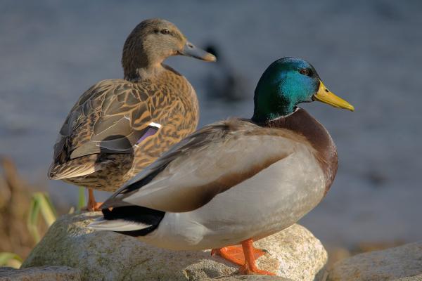 Stockenten-Paar 