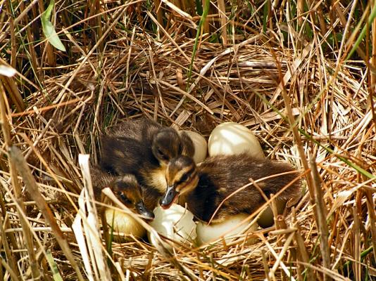 Junge Stockenten im Nest