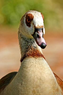 Nilgans