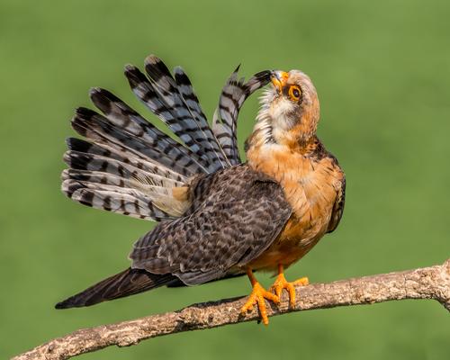 Rotfußfalke, Weibchen