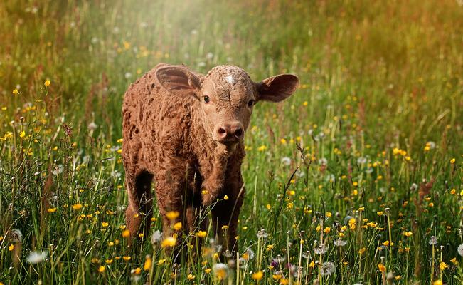 Kalb in einer Blumenwiese