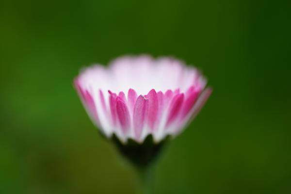 Gänseblümchen mit rosafarbenen Zungenblüten