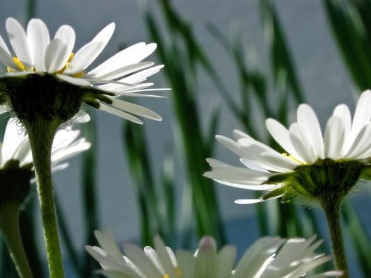 Gänseblümchen