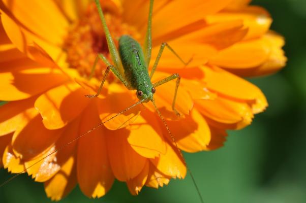 Gemeine Eichenschrecke auf einer Blume