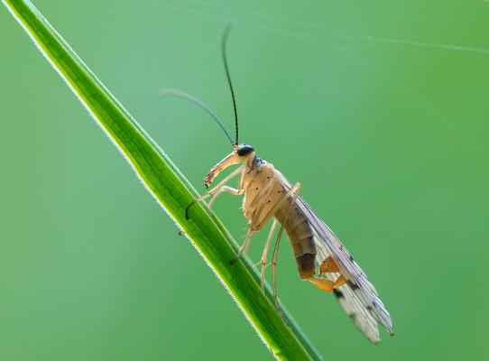 Gemeine Skorpionsfliege auf einem Halm