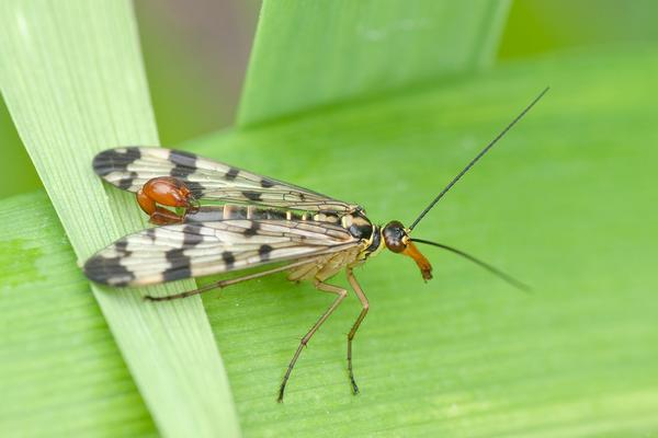 Gemeine Skorpionsfliege