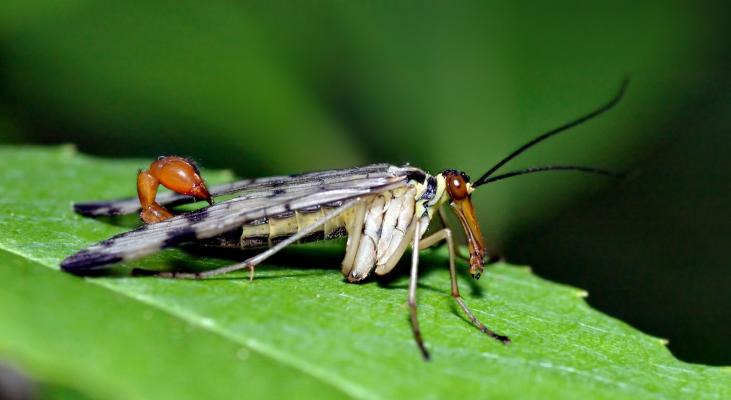 Gemeine Skorpionsfliege 