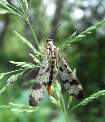 Gemeine Skorpionsfliege, Weibchen