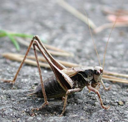 Gewöhnliche Strauchschrecke 