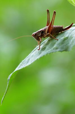 Gewöhnliche Strauchschrecke auf einem Blatt