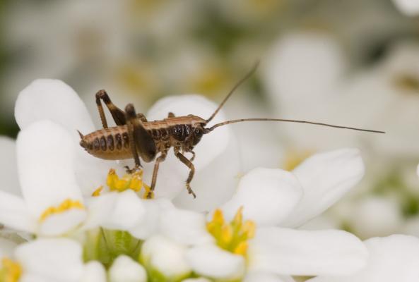 Gewöhnliche Strauchschrecken-Nymphe auf einer Blume