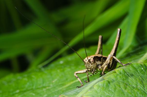 Gewöhnliche Strauchschrecke auf einem Blatt