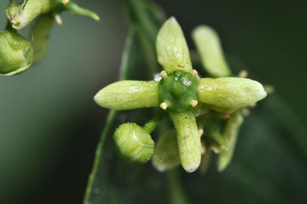 Vierzählige Blüte mit den vier Kronblättern und den nur vier Staubblättern