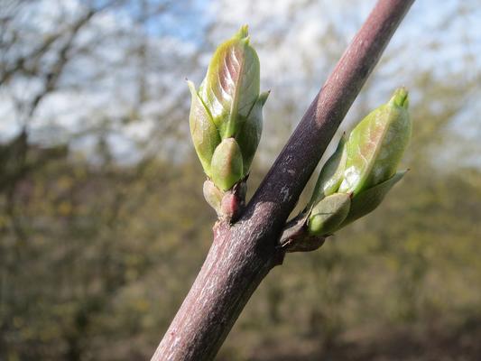 Ast mit Knospen