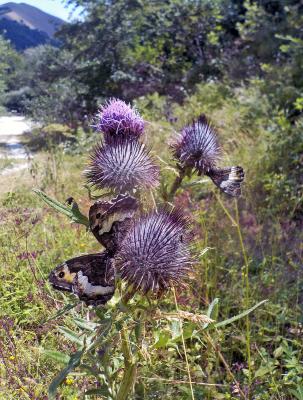 Große Waldportiere auf einer Kratzdistel
