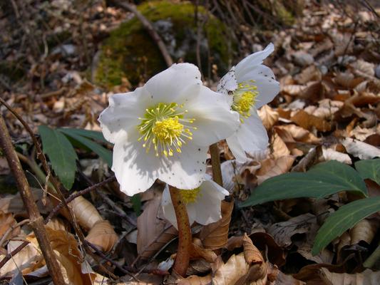 Schneerose