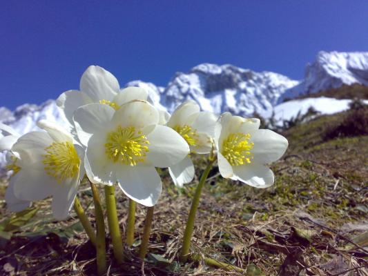 Schneerose, blühend am Wilden Kaiser