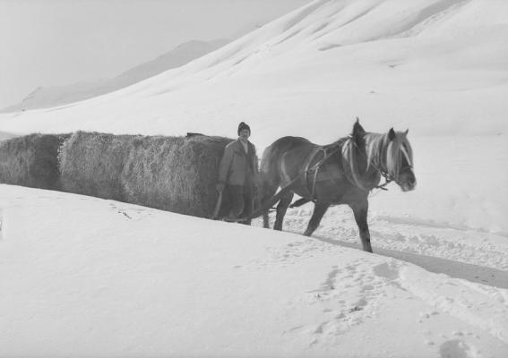 Heutransport mit Schlitten im Winter