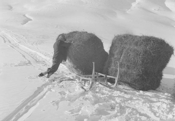 Heutransport mit Schlitten im Winter