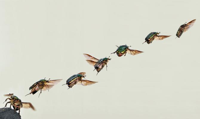 Das Flugmuster eines Rosenkäfers