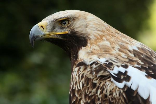 Kaiseradler