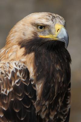 Kaiseradler