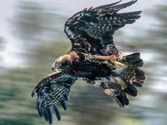 Kaiseradler im Flug