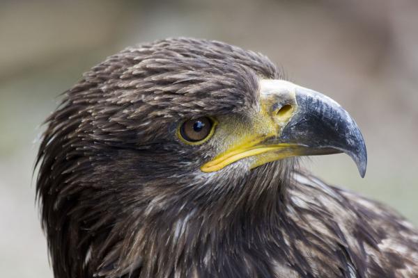 Kaiseradler