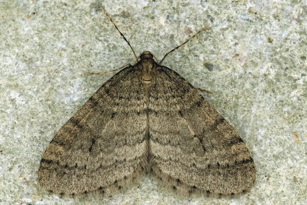 Kleiner Frostspanner Männchen