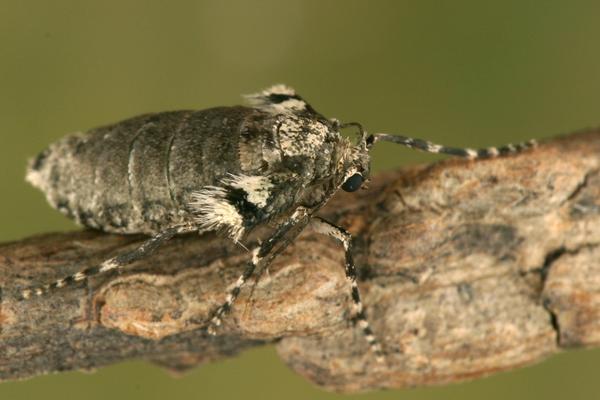 Kleiner Frostspanner Weibchen