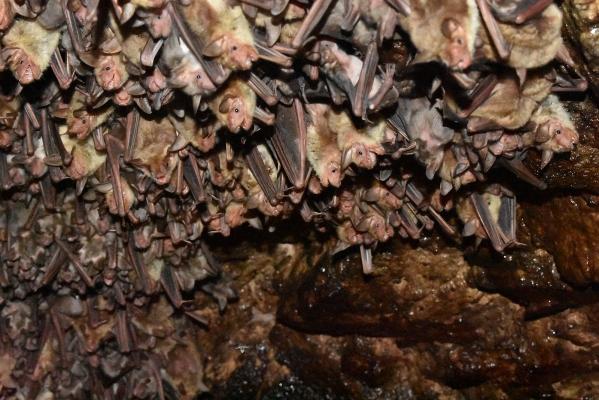 Ein hängender Schwarm Kleiner Mausohren an der Decke einer Höhle