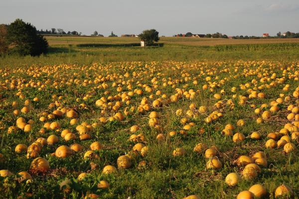 Feld mit Steirischem Ölkürbis