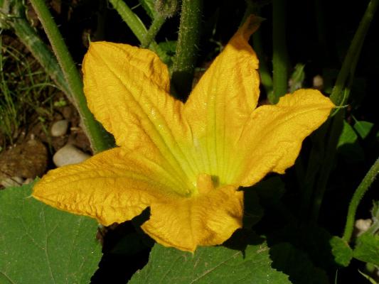 Steirischer Ölkuerbis Blüte