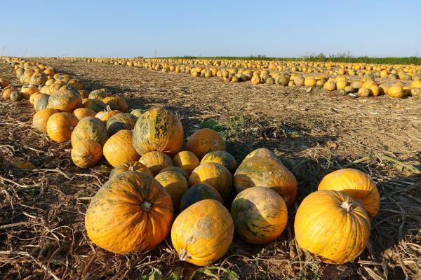 Feld mit Steirischem Ölkürbis