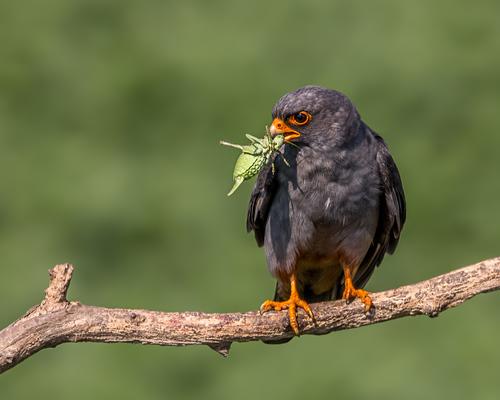 Rotfußfalke, Männchen