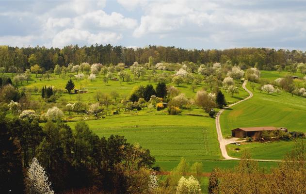 Streuobstwiesen