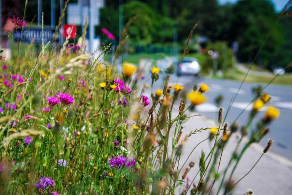 Naturnahes Grün in Gleinstätten