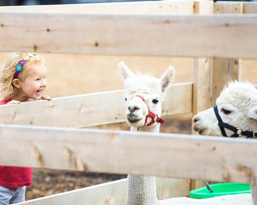 Auch die Haltung von Lamas und Alpakas hat in Österreich in den letzten Jahren zugenommen. Sie werden nicht nur für Wolle gehalten, sondern werden auch in der Tiertherapie eingesetzt.