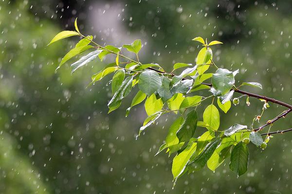 Regen