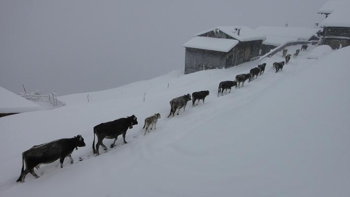 Almabtrieb bei Schnee